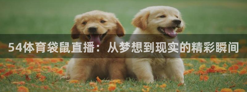 54体育袋鼠直播：从梦想到现实的精彩瞬间