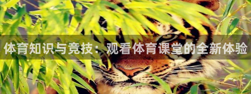 体育知识与竞技：观看体育课堂的全新体验
