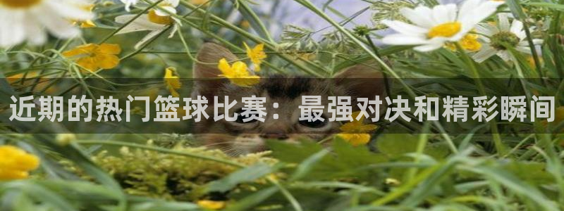 近期的热门篮球比赛：最强对决和精彩瞬间