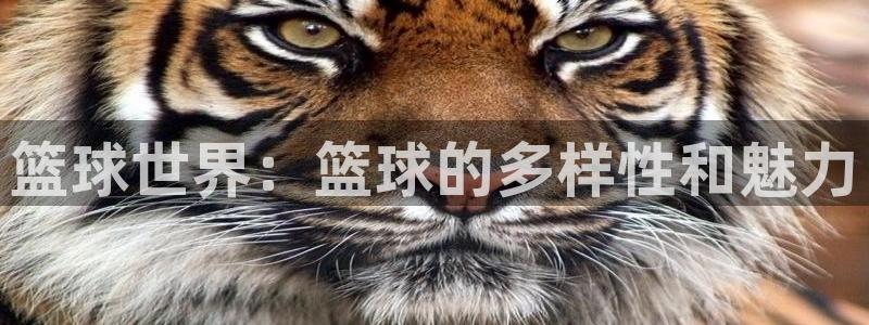 篮球世界：篮球的多样性和魅力