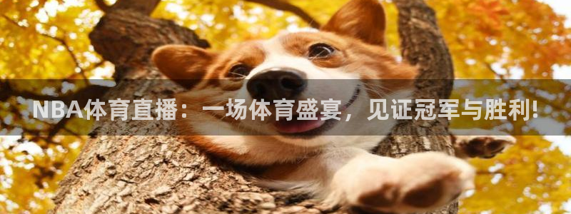 NBA体育直播：一场体育盛宴，见证冠军与胜利!