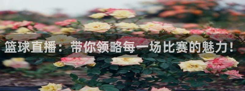 篮球直播：带你领略每一场比赛的魅力！